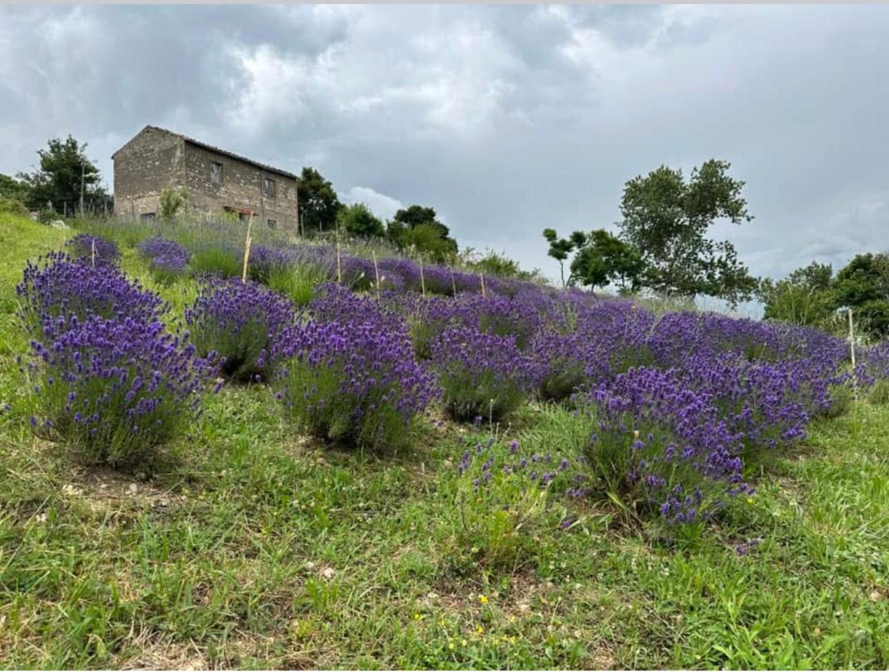 Mariella Vernile Civitella Roveto Ngoại thất bức ảnh