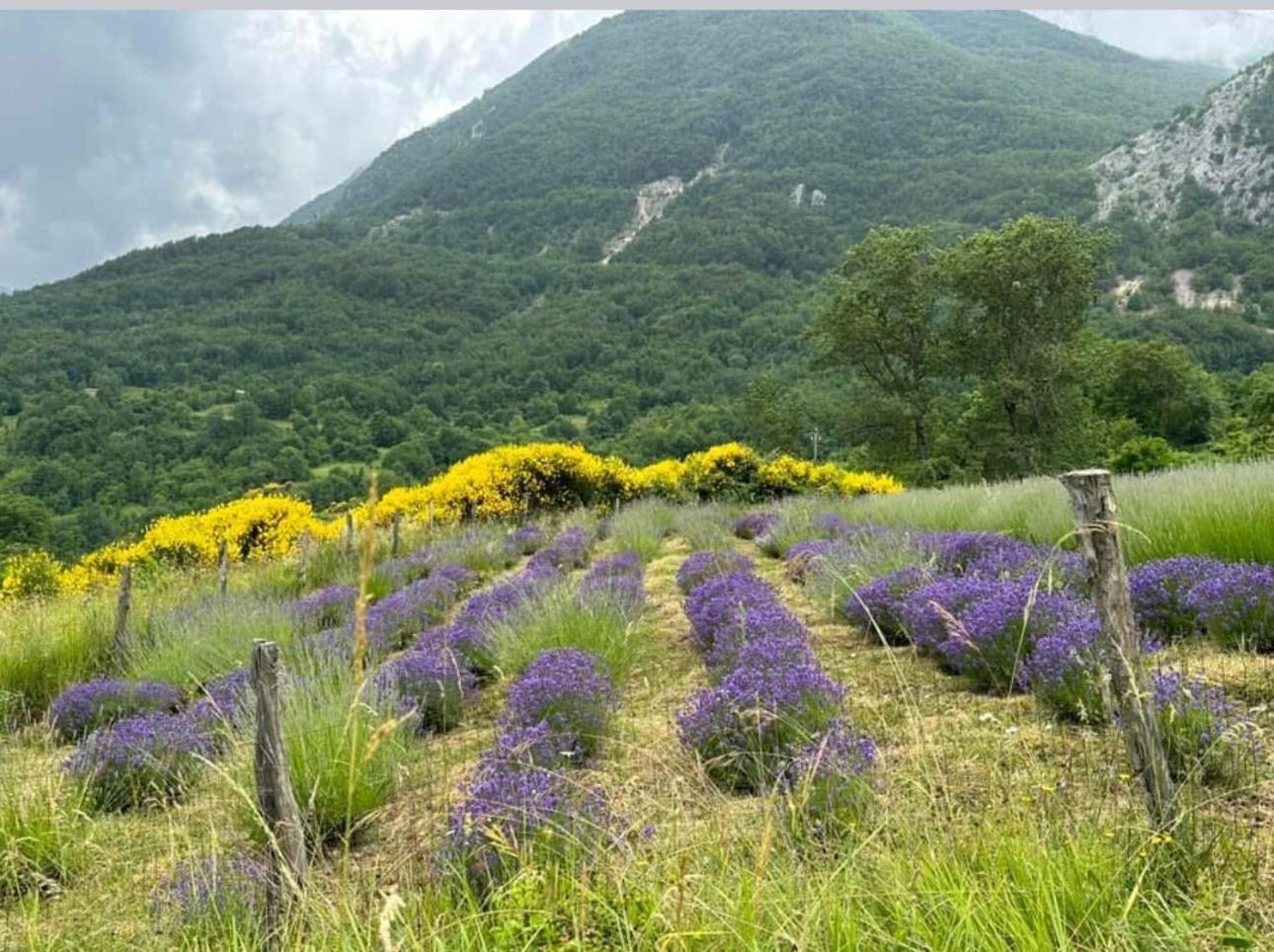 Mariella Vernile Civitella Roveto Ngoại thất bức ảnh